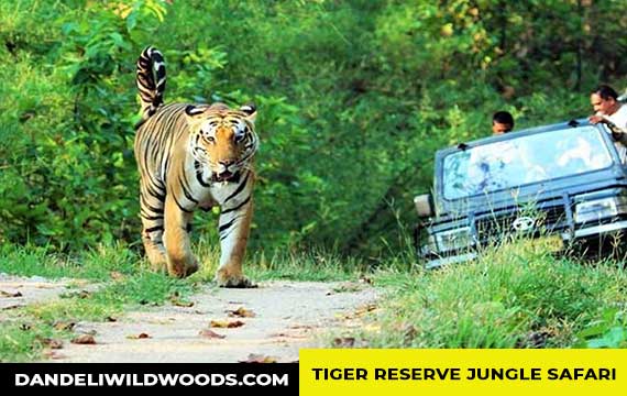 tiger reserve jungle safari